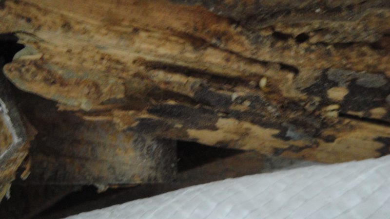 __pic_pimg_tw_kevin1003_4b07e23817e73_jpg